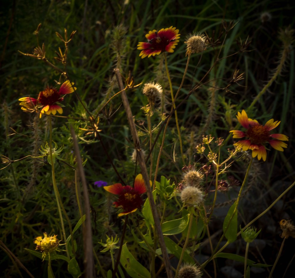 Wildflowers
