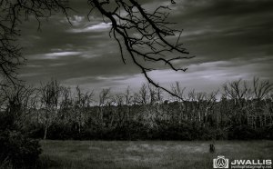 Luther Fire bw landscape